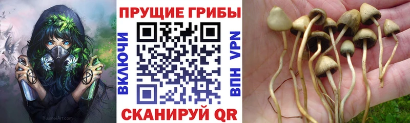 Галлюциногенные грибы Psilocybe  Южа 